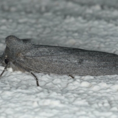 Paralaea ochrosoma at Ainslie, ACT - 29 Apr 2020