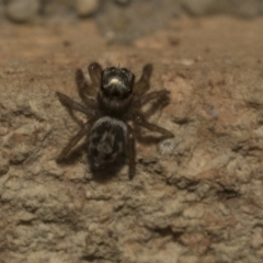 Maratus griseus (Jumping spider) at Higgins, ACT - 29 Apr 2020 by AlisonMilton