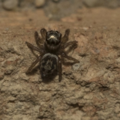 Maratus griseus (Jumping spider) at Higgins, ACT - 29 Apr 2020 by AlisonMilton