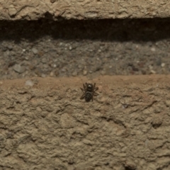 Maratus griseus at Higgins, ACT - 29 Apr 2020