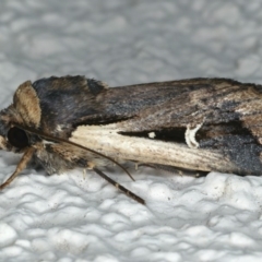 Proteuxoa tortisigna (Streaked Rictonis Moth) at Ainslie, ACT - 29 Apr 2020 by jbromilow50