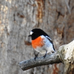 Petroica boodang (Scarlet Robin) at Tuggeranong DC, ACT - 27 Apr 2020 by HelenCross