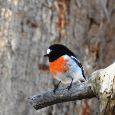 Petroica boodang (Scarlet Robin) at Tuggeranong DC, ACT - 27 Apr 2020 by HelenCross