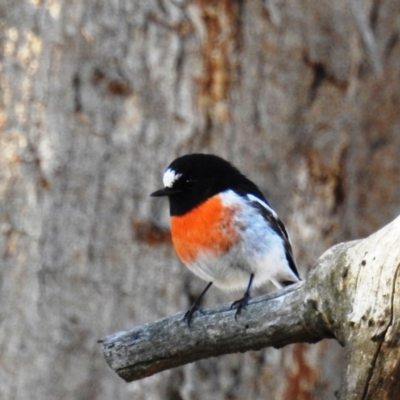 Petroica boodang (Scarlet Robin) at Cooleman Ridge - 27 Apr 2020 by HelenCross