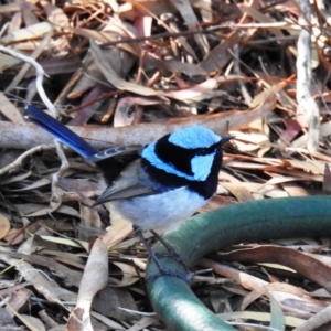 Malurus cyaneus at Kambah, ACT - 28 Apr 2020