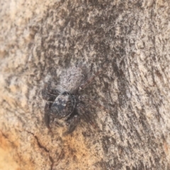 Unidentified Jumping or peacock spider (Salticidae) at Bruce, ACT - 28 Apr 2020 by AlisonMilton