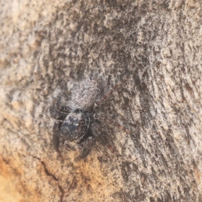 Maratus griseus at Point 5829 - 28 Apr 2020 by AlisonMilton