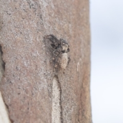 Salticidae (family) at Bruce, ACT - 28 Apr 2020 12:14 PM