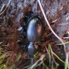 Eurylychnus sp. (genus) (Predaceous ground beetle) at Coree, ACT - 28 Apr 2020 by Christine