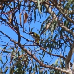 Melithreptus lunatus (White-naped Honeyeater) at Macarthur, ACT - 28 Apr 2020 by RodDeb