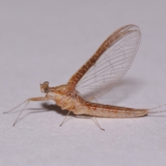 Ephemeroptera (order) (Unidentified Mayfly) at Evatt, ACT - 28 Nov 2015 by TimL