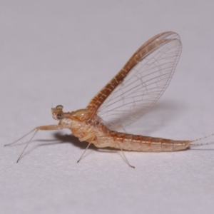 Ephemeroptera (order) at Evatt, ACT - 28 Nov 2015 04:53 PM