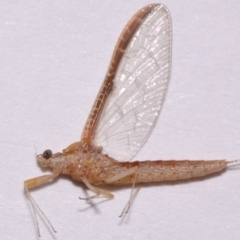 Ephemeroptera (order) at Evatt, ACT - 28 Nov 2015 04:53 PM