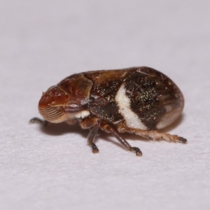 Bathyllus albicinctus at Evatt, ACT - 28 Nov 2015 05:09 PM