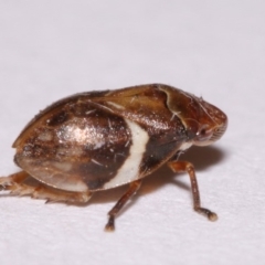 Bathyllus albicinctus at Evatt, ACT - 28 Nov 2015 05:09 PM