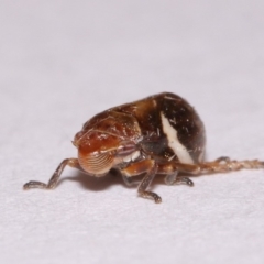 Bathyllus albicinctus at Evatt, ACT - 28 Nov 2015 05:09 PM