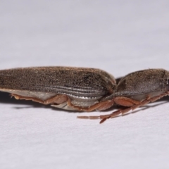 Monocrepidius (genus) (Click beetle) at Evatt, ACT - 23 Sep 2016 by TimL