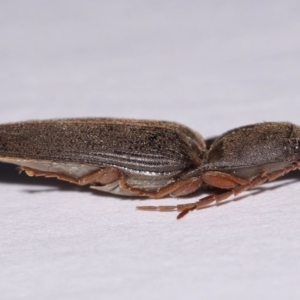 Monocrepidus sp. (genus) at Evatt, ACT - 23 Sep 2016