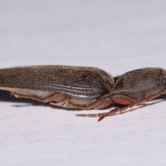 Conoderus sp. (genus) (Click beetle) at Evatt, ACT - 23 Sep 2016 by TimL