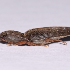 Monocrepidus (genus) at Evatt, ACT - 23 Sep 2016 05:41 PM