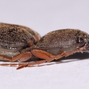 Monocrepidus sp. (genus) at Evatt, ACT - 23 Sep 2016