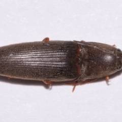 Monocrepidus sp. (genus) at Evatt, ACT - 23 Sep 2016