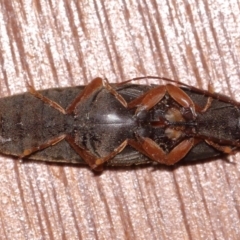 Monocrepidius (genus) at Evatt, ACT - 23 Sep 2016 05:41 PM
