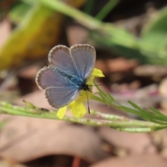 Zizina otis (Common Grass-Blue) at Gigerline Nature Reserve - 28 Apr 2020 by RodDeb