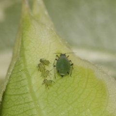 Aphididae (family) (Unidentified aphid) at Evatt, ACT - 15 Oct 2016 by TimL