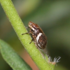 Bathyllus albicinctus (Spittlebug, Froghopper) at Evatt, ACT - 28 Nov 2015 by TimL