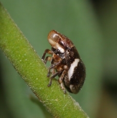 Bathyllus albicinctus at Evatt, ACT - 28 Nov 2015