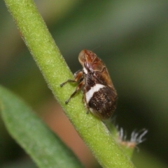 Bathyllus albicinctus at Evatt, ACT - 28 Nov 2015