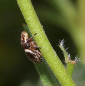 Bathyllus albicinctus at Evatt, ACT - 28 Nov 2015 04:57 PM