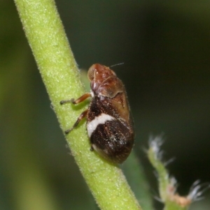 Bathyllus albicinctus at Evatt, ACT - 28 Nov 2015 04:57 PM