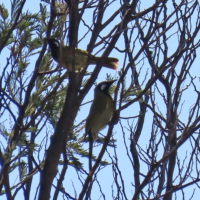 Nesoptilotis leucotis (White-eared Honeyeater) at Gigerline Nature Reserve - 28 Apr 2020 by RodDeb