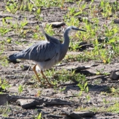 Egretta novaehollandiae (White-faced Heron) at Tennent, ACT - 28 Apr 2020 by RodDeb