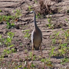 Egretta novaehollandiae at Tennent, ACT - 28 Apr 2020 02:53 PM