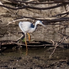 Egretta novaehollandiae at Tennent, ACT - 28 Apr 2020