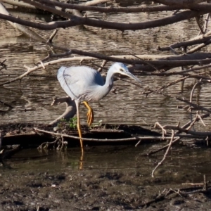 Egretta novaehollandiae at Tennent, ACT - 28 Apr 2020 02:53 PM