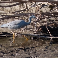 Egretta novaehollandiae at Tennent, ACT - 28 Apr 2020 02:53 PM