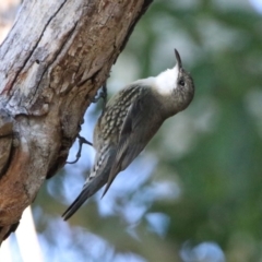 Cormobates leucophaea (White-throated Treecreeper) at Gigerline Nature Reserve - 28 Apr 2020 by RodDeb