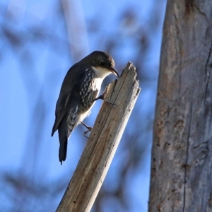 Cormobates leucophaea at Tennent, ACT - 28 Apr 2020