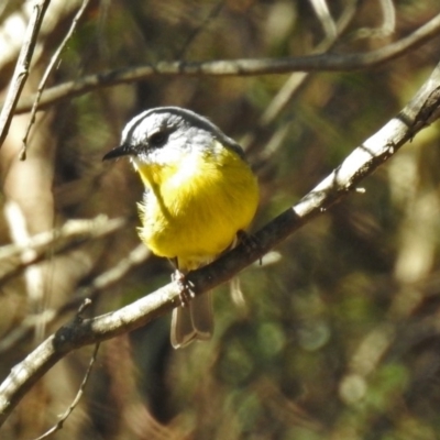 Eopsaltria australis (Eastern Yellow Robin) at Gigerline Nature Reserve - 28 Apr 2020 by RodDeb