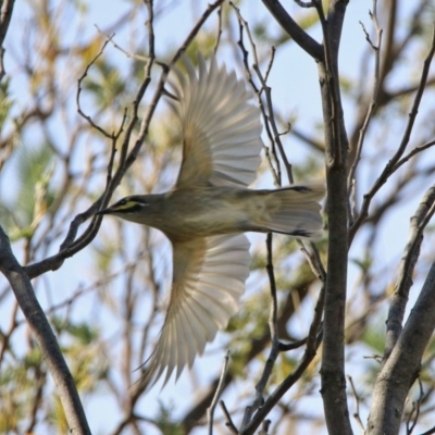 Caligavis chrysops (Yellow-faced Honeyeater) at Gigerline Nature Reserve - 28 Apr 2020 by RodDeb