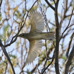 Caligavis chrysops (Yellow-faced Honeyeater) at Tennent, ACT - 28 Apr 2020 by RodDeb