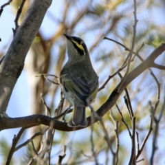 Caligavis chrysops at Tennent, ACT - 28 Apr 2020 01:30 PM