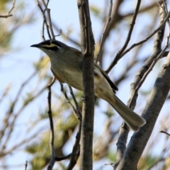 Caligavis chrysops at Tennent, ACT - 28 Apr 2020