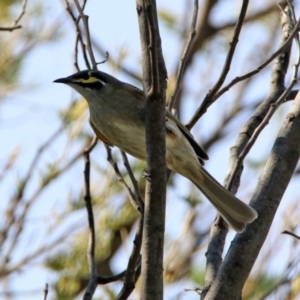 Caligavis chrysops at Tennent, ACT - 28 Apr 2020
