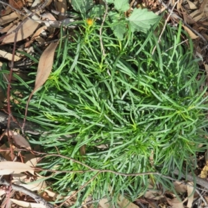 Xerochrysum viscosum at Coree, ACT - 28 Apr 2020