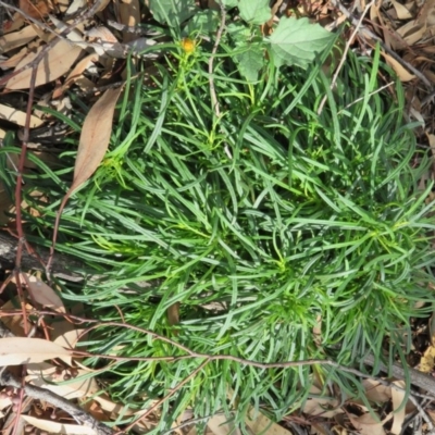 Xerochrysum viscosum (Sticky Everlasting) at Coree, ACT - 28 Apr 2020 by Christine